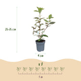 Green boutiQ - 8x Elaegnus ebbingei Compacta - Olijfwilg - Haagplanten - Groenblijvend - Grijs - Pot 9cm - Hoogte 25-35cm