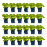 Green boutiQ - Vasteplant - Geranium macrorrhizum - Ooievaarsbek - Bodembedekkend - Roze - 24 Planten - Pot 11cm - Hoogte 15-25cm