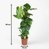 Green boutiQ - Kamerplant - Gatenplant - Monstera Deliciosa mosstok - Groen - Weinig onderhoud - 1 Plant - Pot 19cm - Hoogte 90cm