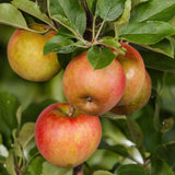 Green boutiQ - Fruitboom - Malus domestica Elstar - Appelboom - Winterhard - Rood-Groene Appel - 1 Plant - Pot 21cm - Hoogte 90cm