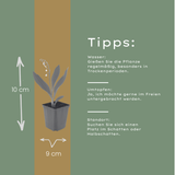 48x Convallaria majalis - ↕10-25cm - Ø9cm