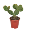 Opuntia microdasys - 17cm - zonder pot