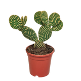 Opuntia microdasys - 17cm - zonder pot