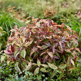 Green boutiQ - Tuinplant - Leucothoe Makijaz - Bruin - 2 Planten - Groenblijvend - Weinig Onderhoud - Pot 17cm Hoogte 45cm