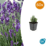 60x Lavandula ang. 'Dwarf Blue' - ↕10-25cm - Ø9cm