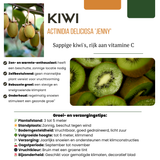 6 x Biologische kiwiplanten — 6 stuks — Ø13 cm, 20 cm hoog