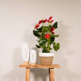 Anthurium Red - Ø17cm - ↕55cm