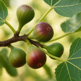 Green boutiQ - Fruitplant - Ficus caria Little miss Figgy - Vijgenboom - Winterhard - Rode Vrucht - 2 Planten - Pot 15cm - Hoogte 50cm