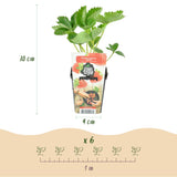 Green boutiQ - Fruitplanten - Aardbei - Fragaria Elvira - Winterhard - 3 Planten - Pot 9 cm - Rode Aardbei