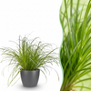 Green boutiQ - Kamerplant - Cyperus alternifolius Zumula - Kattengras - Huisdiervriendelijke Plant - Groen - 1 Plant - met Potter Grijs - Pot 12cm - Hoogte 20cm