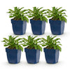 Green boutiQ - Vasteplant - Campanula persicifolia - Perzikbladklokje - Bijen en Vlinderlokkers - Blauw - 6 Planten - Pot 11cm - Hoogte 15-25cm
