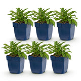 Green boutiQ - Vasteplant - Campanula persicifolia - Perzikbladklokje - Bijen en Vlinderlokkers - Blauw - 6 Planten - Pot 11cm - Hoogte 15-25cm