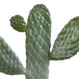 Opuntia consulea - 17cm - zonder pot