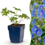 Green boutiQ - Vasteplant - Geranium Johnson's Blue - Ooievaarsbek - Bodembedekkend - Blauw - 3 Planten - Pot 11cm - Hoogte 15-25cm