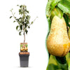 Green boutiQ - Fruitboom - Pyrus communis Conference - Perenboom - Winterhard - Groene Peer - 1 Plant - Pot 21cm - Hoogte 90cm