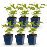 Green boutiQ - Vasteplant - Anemone hybr. Hon. Jobert - Herfst Anemoon - Schaduw - Wit - 6 Planten - Pot 11cm - Hoogte 15-25cm