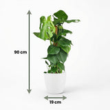 Green boutiQ - Kamerplant - Gatenplant - Monstera Deliciosa mosstok - Groen - Weinig onderhoud - 1 Plant - met Potter Wit - Pot 19cm - Hoogte 90cm