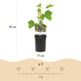 Green boutiQ - Fruitplant - Zwarte bes - Ribes nigrum Titania - Zwarte Bes - 2 planten -Pot 11cm Hoogte 40cm