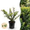 Green boutiQ - 40x Ilex crenata Covenxa - Japanse Hulst - Haagplanten - Groenblijvend - Groen - Pot 9cm - Hoogte 20-30cm