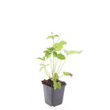 48x Anemone hyb. 'Honorine Jobert' - ↕10-25cm - Ø9cm
