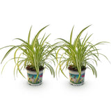 Green boutiQ - Kamerplant - Chlorophytum comosum Variegatum - Kattengras - Huisdiervriendelijk - Bont - 2 Planten - Pot 12cm - Hoogte 25-30cm