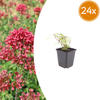 24x Centranthus ruber 'Coccineus' - ↕10-25cm - Ø9cm