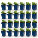 Green boutiQ - Vasteplant - Nepeta faassenii Snowflake - Kattenkruid - Bijen en Vlinderlokkers - Wit - 24 Planten - Pot 11cm - Hoogte 15-25cm