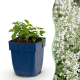 Green boutiQ - Vasteplant - Nepeta faassenii Snowflake - Kattenkruid - Bijen en Vlinderlokkers - Wit - 3 Planten - Pot 11cm - Hoogte 15-25cm