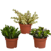 Crassula mix 10,5 cm - 3x - zonder pot