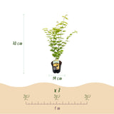 Green boutiQ - Terrasplant - Japanse Esdoorn - Acer palmatum Jordan - Geel - 1 Plant - Bladverliezend - Pot 19cm Hoogte 70cm