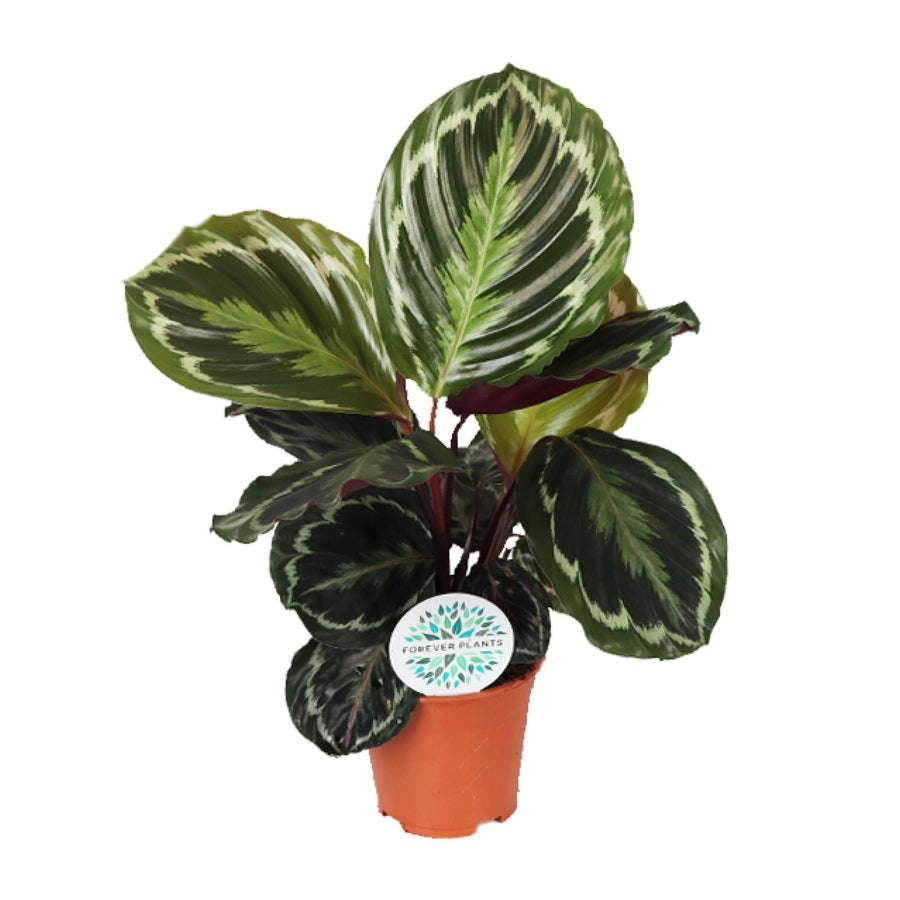 Calathea Medallion – Pot Ø14 cm · 45 cm hoog