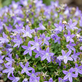 Green boutiQ - Vasteplant - Campanula posch. Stella - Perzikbladklokje - Bodembedekkend - Paars - 1 Plant - Pot 11cm - Hoogte 15-25cm