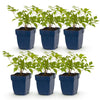 Green boutiQ - Vasteplant - Astilbe (J) Deutschland - Pluimspirea - Schaduw - Wit - 6 Planten - Pot 11cm - Hoogte 15-25cm
