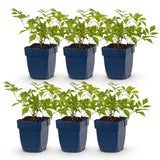 Green boutiQ - Vasteplant - Astilbe (J) Deutschland - Pluimspirea - Schaduw - Wit - 6 Planten - Pot 11cm - Hoogte 15-25cm