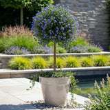 Green boutiQ - Plant op Stam - Ceanothus impressus Victoria - Terras Plant - Bladhoudend - Winterhard - Paarse Bloem - Pot 19cm Hoogte 90cm