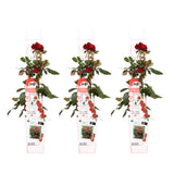 3x - Rosa Crazy in love 'Red' - ↨65cm - Ø15