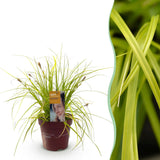 Green boutiQ - Siergrassen -Carex oshimensis Everillo - Geel - 1 Planten - Groenblijvend - Winterhard - Pot 17cm Hoogte 50cm