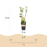 Green boutiQ - Fruitplant - Ribes nigrum Titania - Bessenplant - Winterhard - Zwarte Bes - 2 Planten - Pot 15cm - Hoogte 50cm