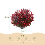Green boutiQ - Tuinplant - Leucothoe Zeblid - Rood - 1 Plant - Groenblijvend - Weinig Onderhoud - Pot 17cm Hoogte 45cm