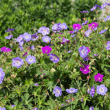 Green boutiQ - Vasteplant - Borderpakket - Bodembedekend - Diversen - Soorten en kleuren - 6 Planten - Pot 11cm - Hoogte 15-25cm