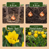 80x Tulipa Sylvestris - Bosdravik - Geel - Verwilderingsbol - Bolmaat 5/6