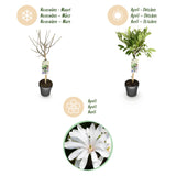 Green boutiQ - Plant op Stam - Magnolia stellata -Terras Plant - Bladverliezend - Winterhard - Witte Bloem - Pot 19cm Hoogte 90cm