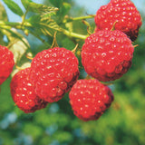 Green boutiQ - Fruitplant - Rubus idaeus Malling Promise - Frambozenplant - Winterhard - Rode Framboos - 2 Planten - Pot 15cm - Hoogte 50cm