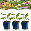 Green boutiQ - Vasteplant - Echinacea Tricolour - Zonnehoed - Bijen en Vlinderlokkers - Geel - Roze - Wit - 24 Planten - Pot 11cm - Hoogte 15-25cm