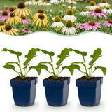 Green boutiQ - Vasteplant - Echinacea Tricolour - Zonnehoed - Bijen en Vlinderlokkers - Geel - Roze - Wit - 24 Planten - Pot 11cm - Hoogte 15-25cm
