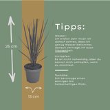 3x Panicum virgatum ‘Northwind’ – Sterk opgaand siergras met strakke groeivorm | Potmaat 12 cm
