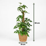 Green boutiQ - Kamerplant - Mini Gatenplant - Monstera Minima Mosstok - Groen - Weinig onderhoud - 1 Plant - met Mand - Pot 19cm - Hoogte 90cm