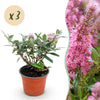 Green boutiQ - Tuinplant - Buddleja davidii Butterfly Candy Little Pink - Vlinderstruik - Compact - Roze - 3 Planten - Pot 12cm - Hoogte 20-25cm