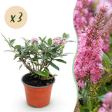 Green boutiQ - Tuinplant - Buddleja davidii Butterfly Candy Little Pink - Vlinderstruik - Compact - Roze - 3 Planten - Pot 12cm - Hoogte 20-25cm