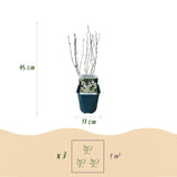 Green boutiQ - Heesters -Deutzia Gracilis - Bloem Wit - 1 Plant - Bladverliezend - Weinig Onderhoud - Pot 17cm Hoogte 45cm